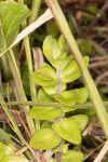 Blue waterhyssop